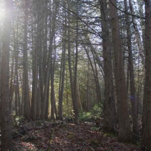 Cedars at Roussel-Steffler Memorial Sanctuary