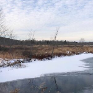 Marsh at Found Property in City of Kawartha Lakes