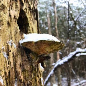 Fungi on a tree