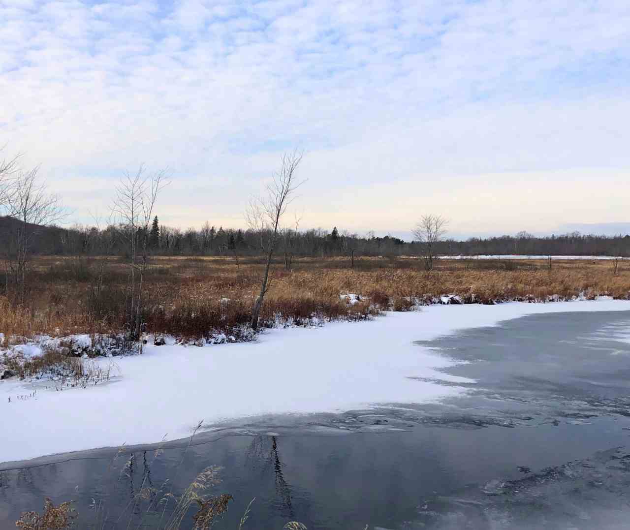 Marsh at Found Property in Kawartha Lakes