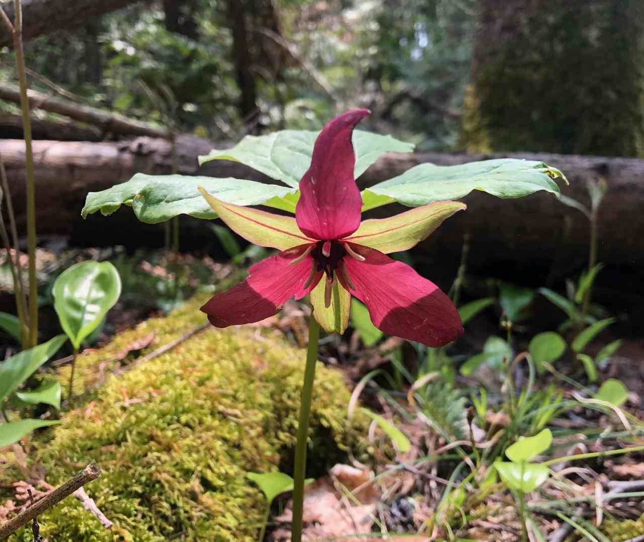 Red Trillium Kawarthas