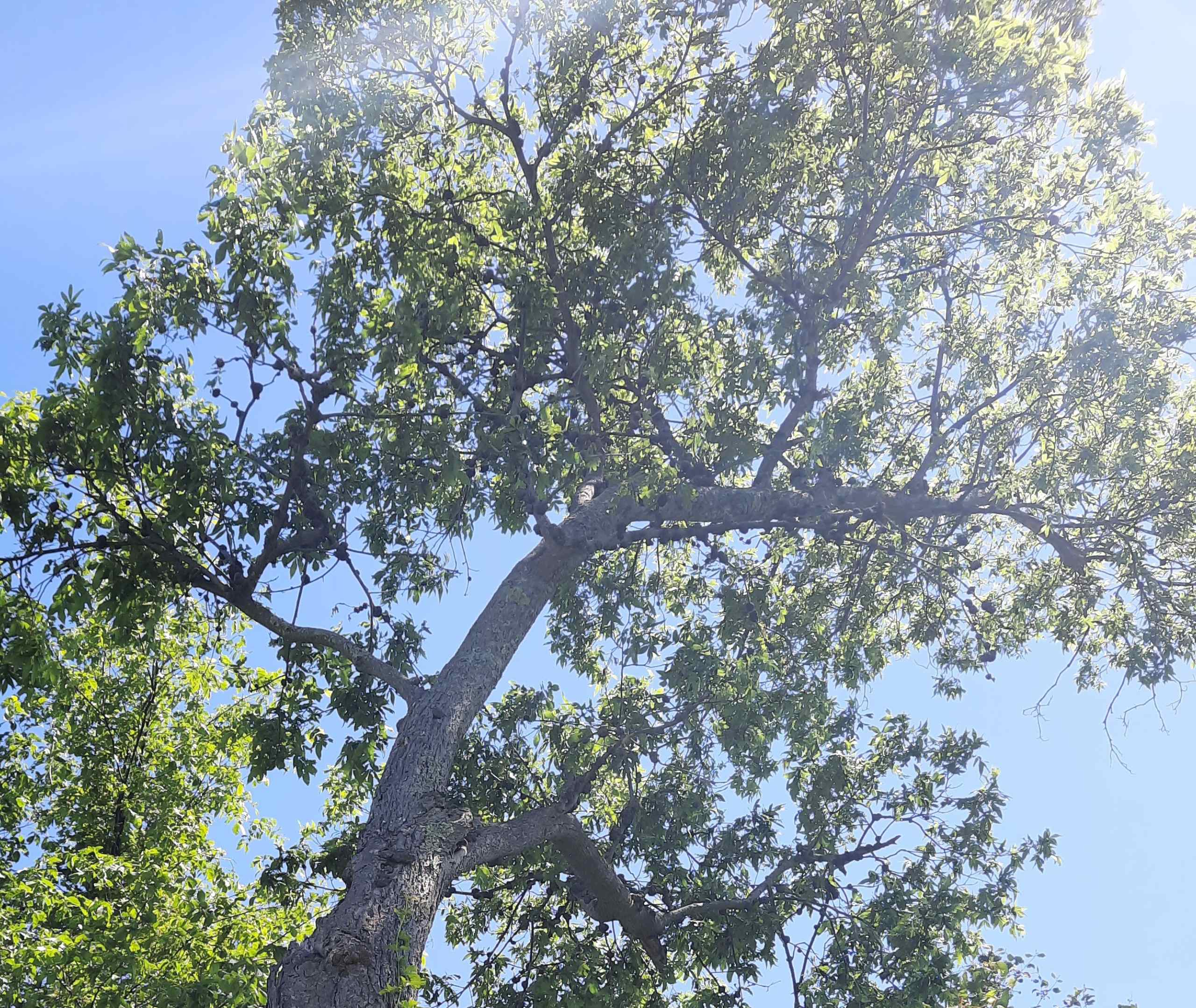Tree at Roscarrock CEA