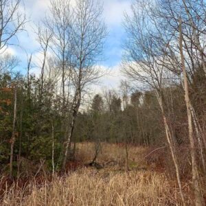 Wetland at Wittek Property