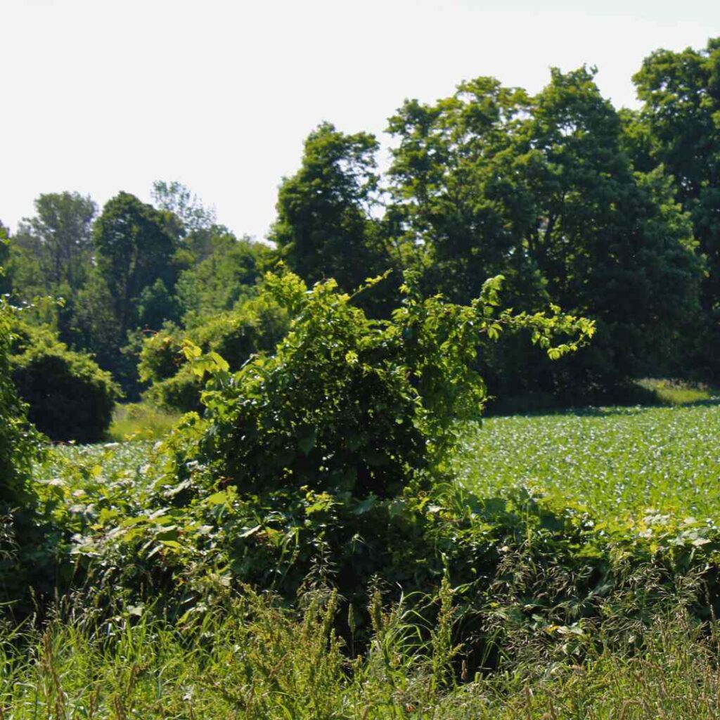 Plant CEA in Selwyn