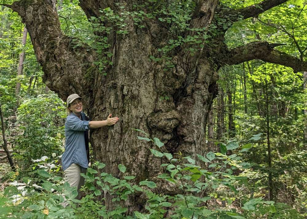 Sam Clapperton hugging a large Maple Tree