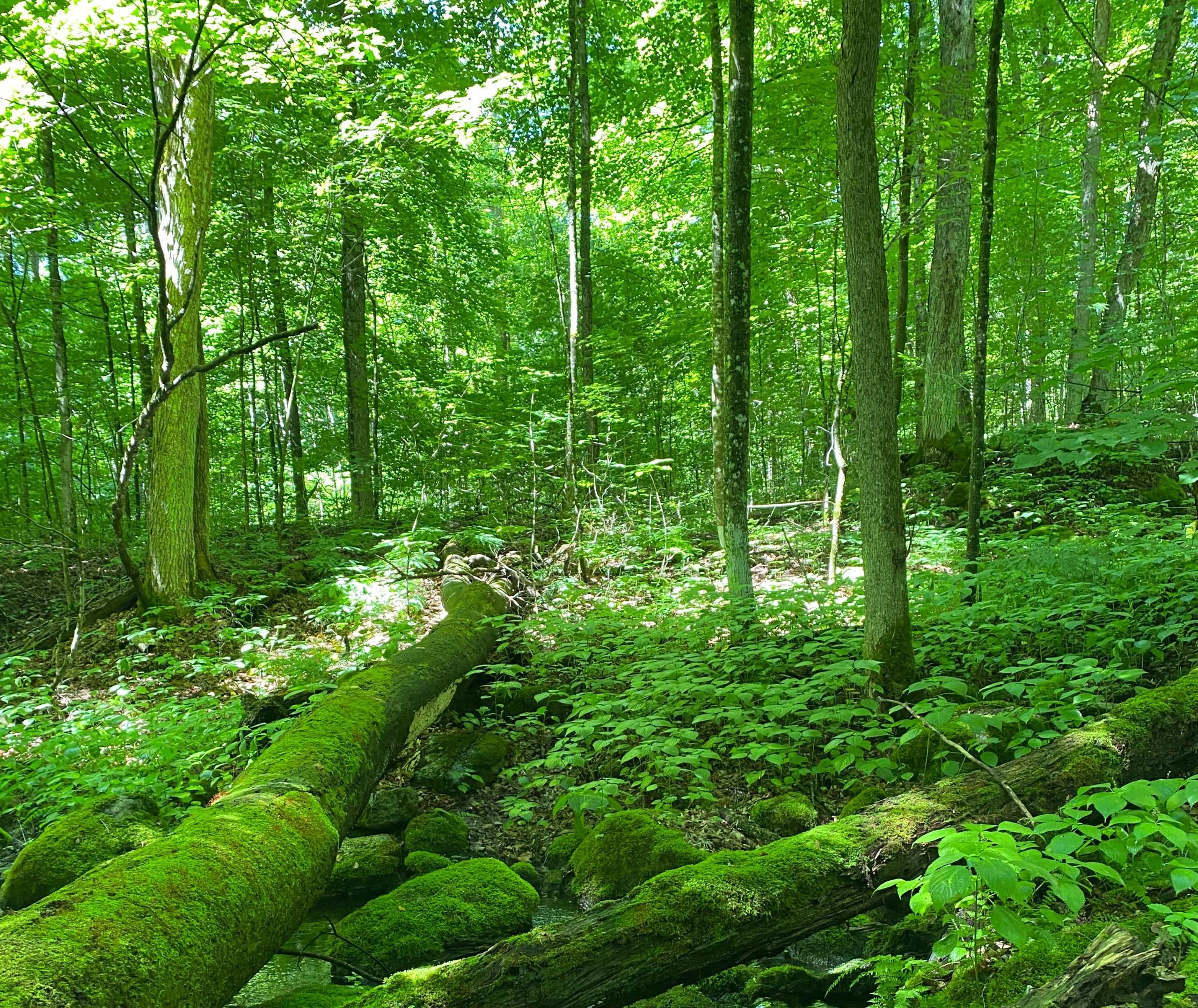 Forest at MapleCross John Wolfe Forest Preserve