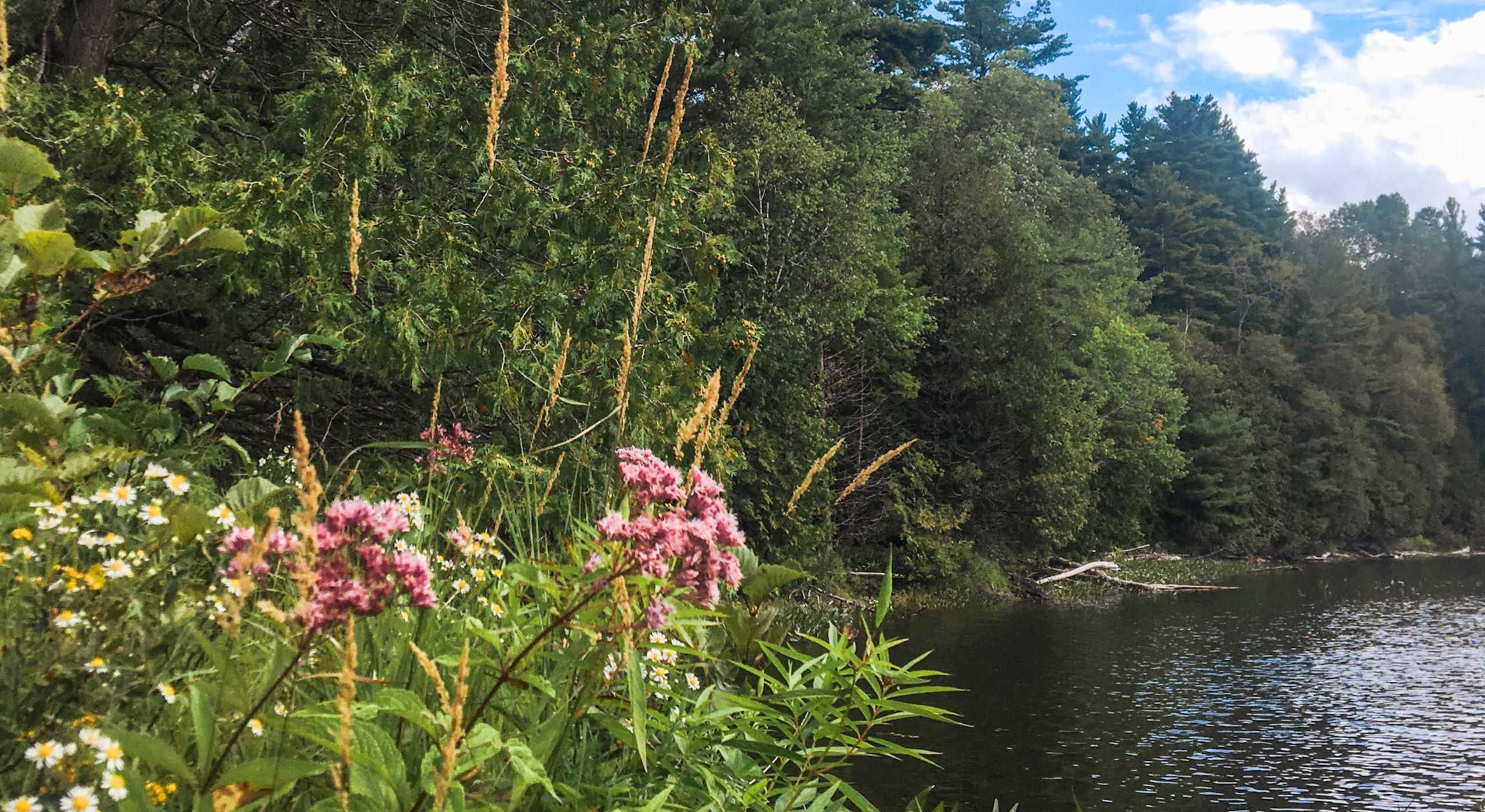 Shoreline at Morton Nature Sanctuary