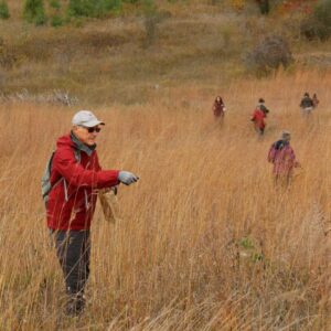 KLT volunteers collecting tallgrass seeds on the Oak Ridges Moraine
