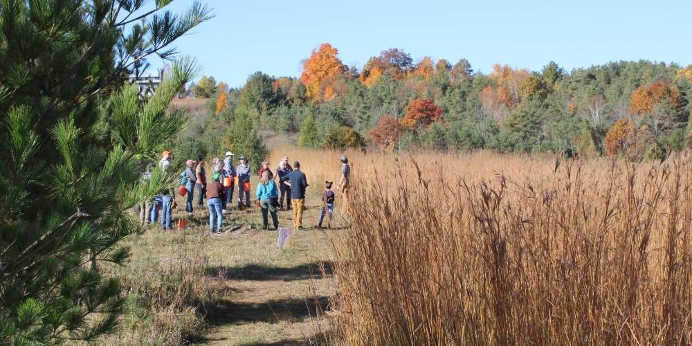 2024 Tallgrass Prairie seed harvest at KLT's Ballyduff Trails.